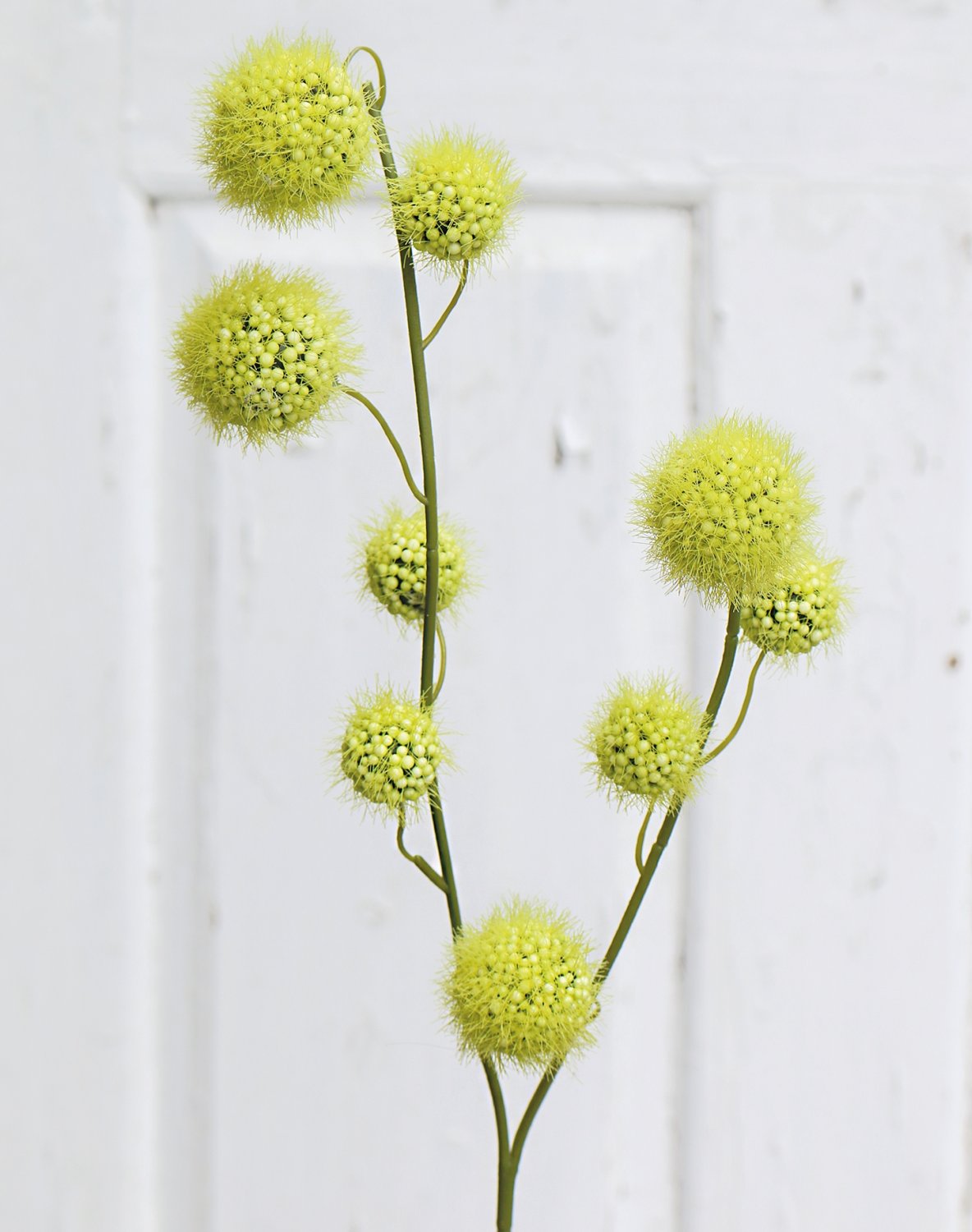 5549 883 a3 Фруктовая ветка gomphocarpus, 60 см, зеленая H-andreas  - Вид №2