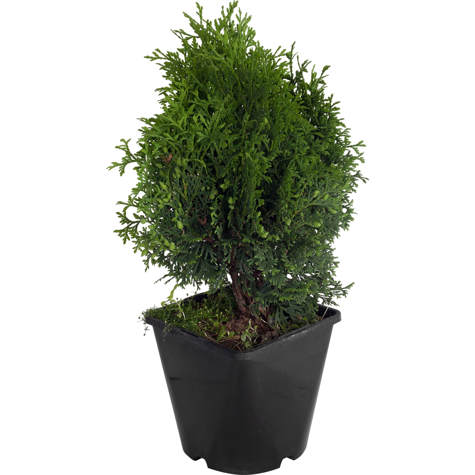 18470051 Туя западная Холмструп», С2/40-50 см Santreyd 