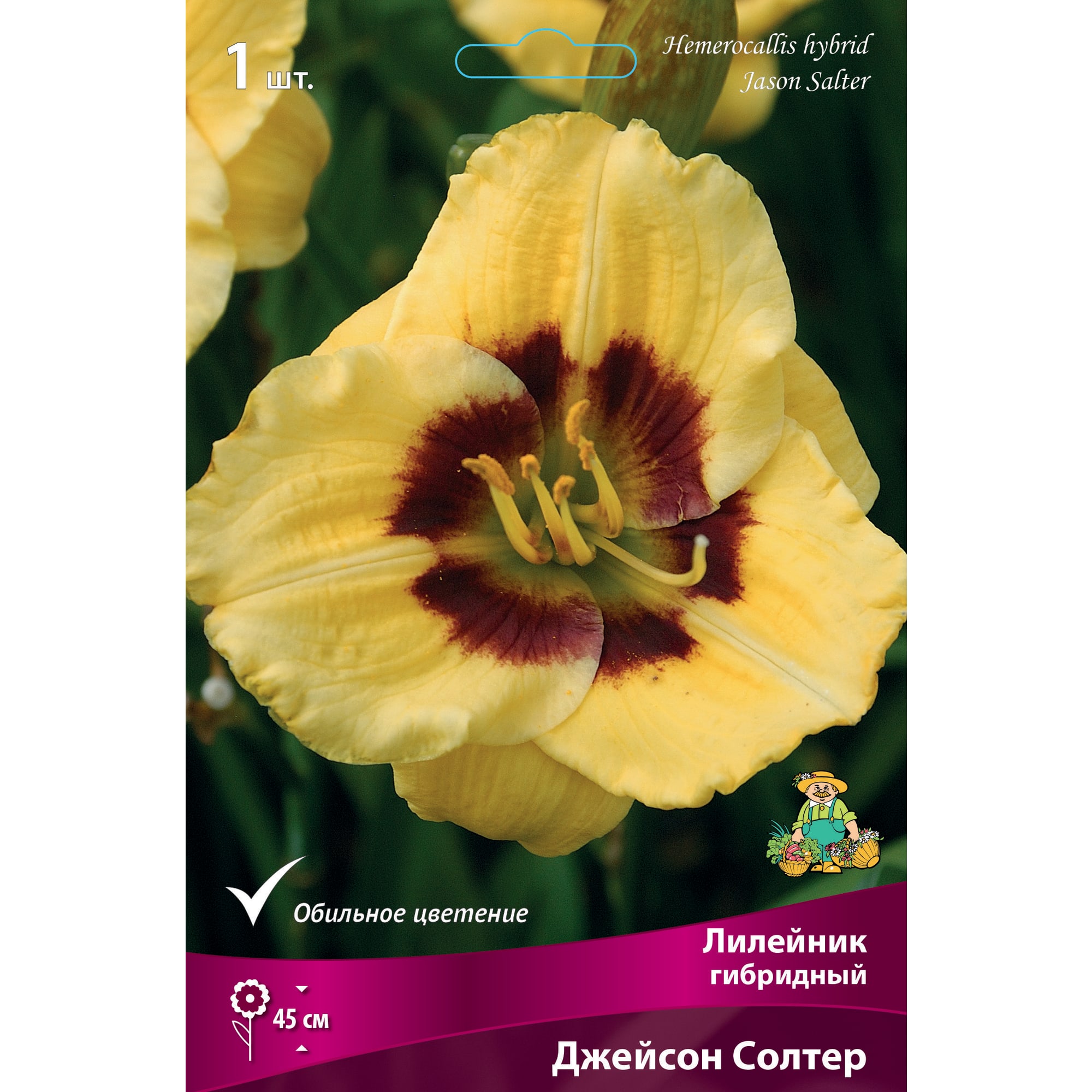 88295003 Лилейник гибридный Джейсон солтер луковица I Santreyd 