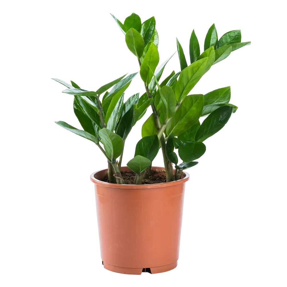 Santreyd Замиокулькас - элегантное долларовое дерево для интерьера 14750671 STLM-0005098