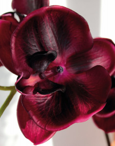 2407 490 a3 Искусственная орхидея Phalaenopsis, 114 см, real touch, красно-черная H-andreas