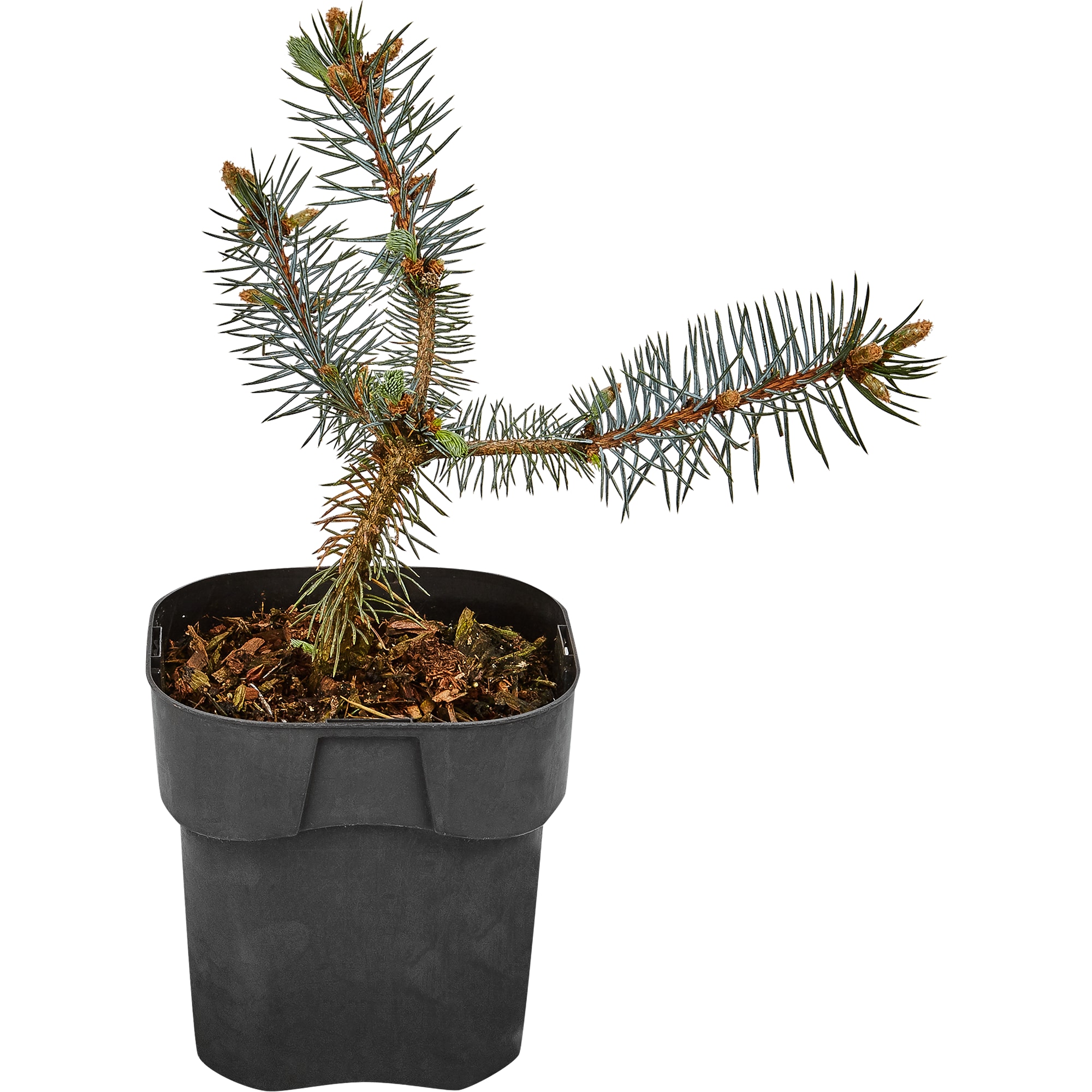 82601626 Ель колючая «Хупси» 17x20 см Santreyd 