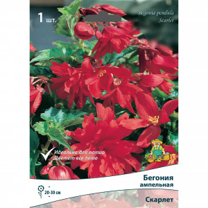 83593710 Бегония ампельная Скарлет луковица 5/6