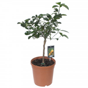 81959334 Цитрофартунелла «Микрокарпа»