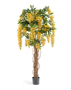 10.42206Y Вистерия лиана жёлтая Цветочная коллекция
