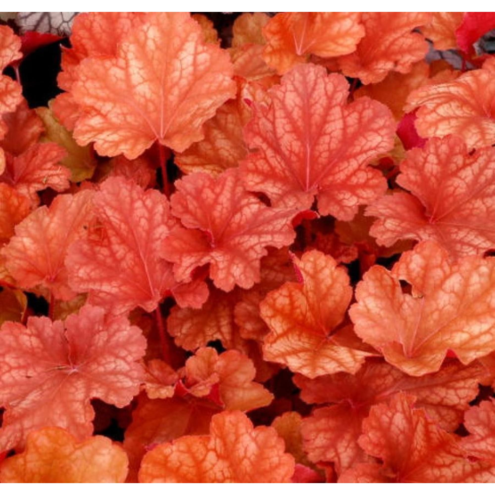 82595162 Гейхера «Рио» 11x15 см Santreyd  - Вид №2