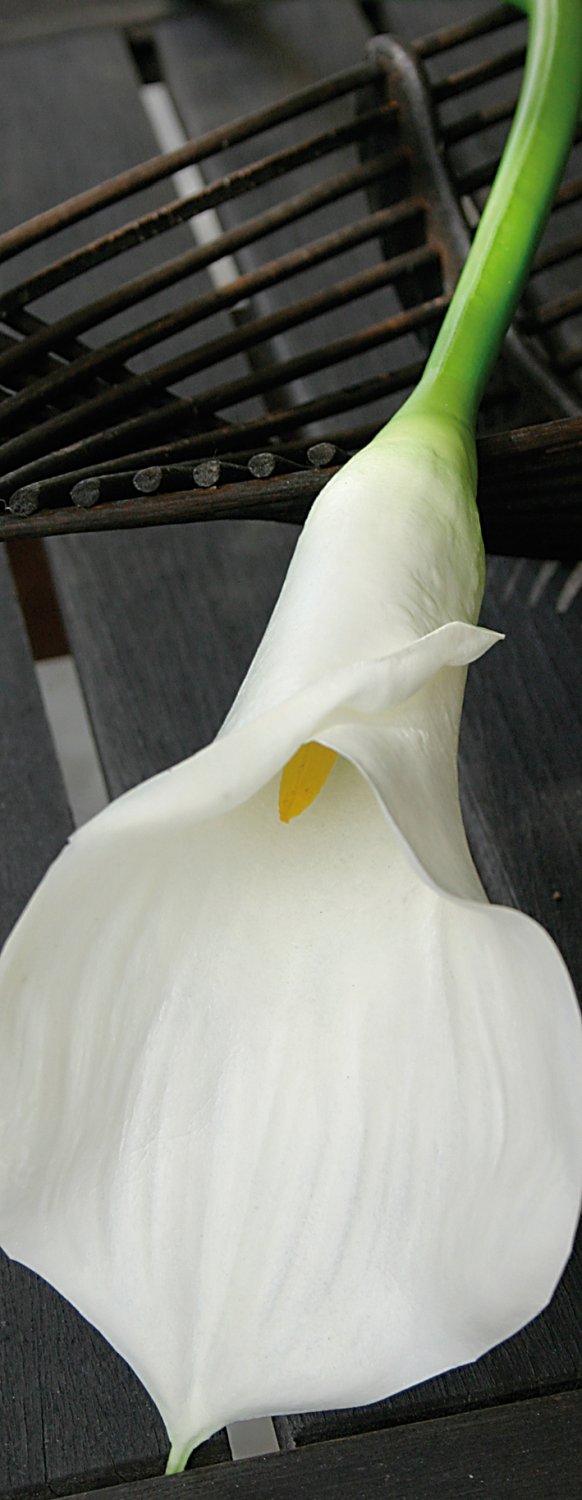 3830 778 a3 Искусственная Зантедеския, 71 см, real touch soft, бежево-белый H-andreas  - Вид №1