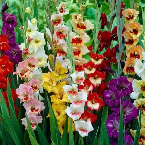 Гладиолус «Mixed», 8х10 см 14375735 STLM-2162747