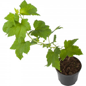 18469851 Смородина чёрная «Гулливер», С3-С4