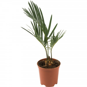 82578957 Цикас революта d7 h20