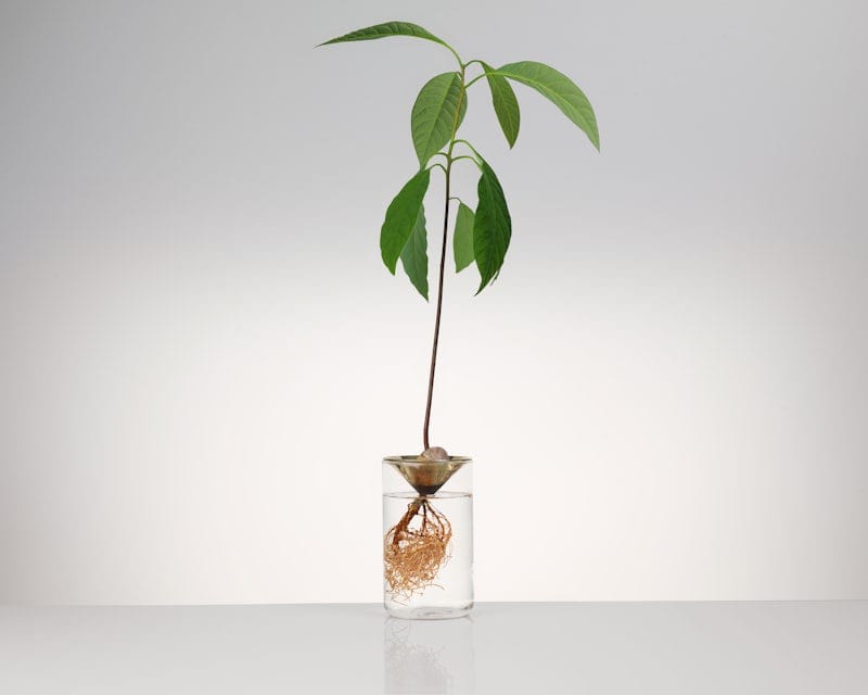 Набор аксессуаров из латуни для растений Michael Anastassiades FLOATING FOREST ARCH-00094864 - Вид №2