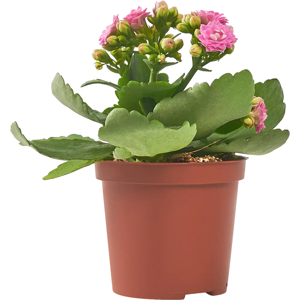 Каланхое Каландива мини Santreyd - цветущее украшение интерьера 85324984 STLM-0061541 - Вид №2