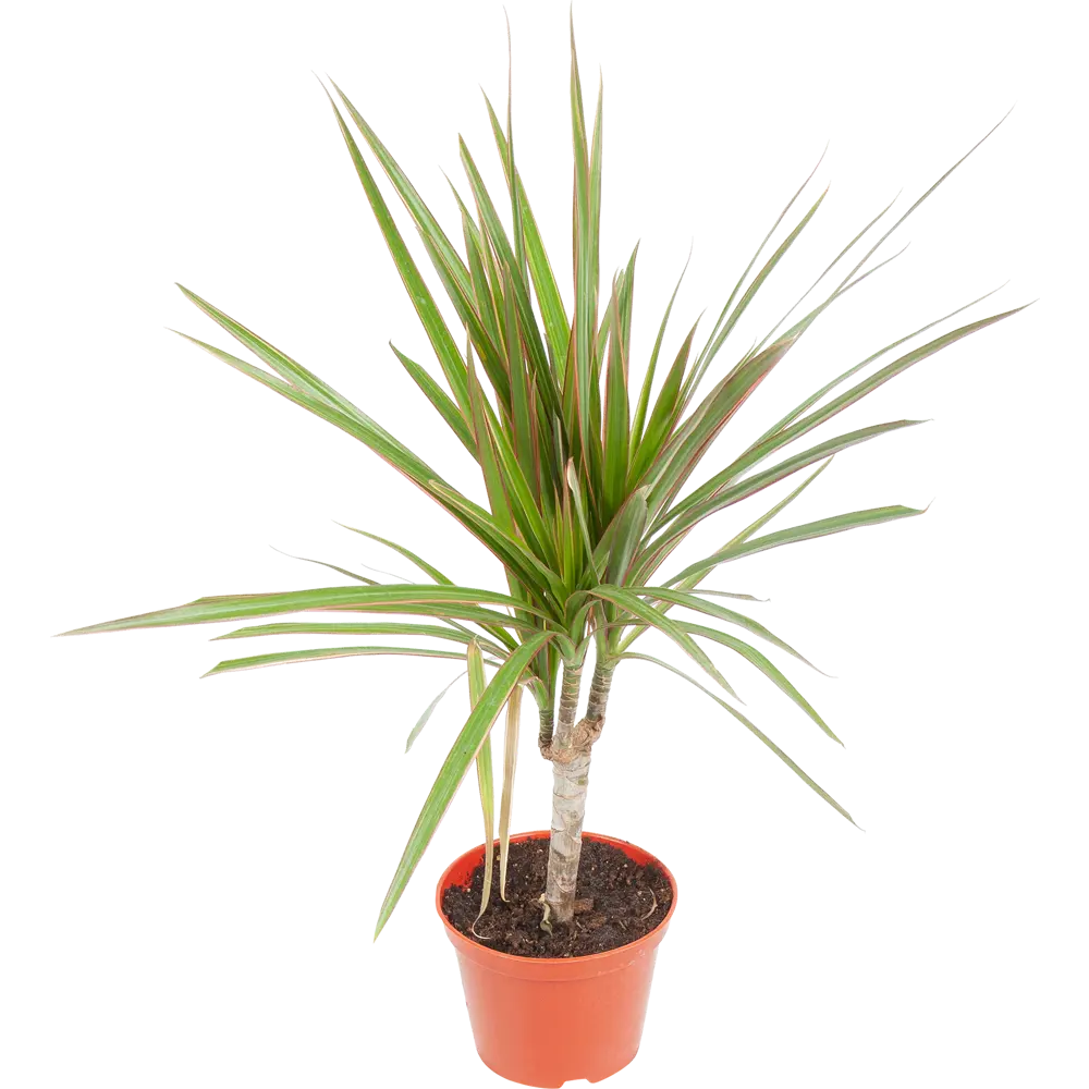 Santreyd Драцена с багровыми листьями для интерьера 82560371 STLM-0029919