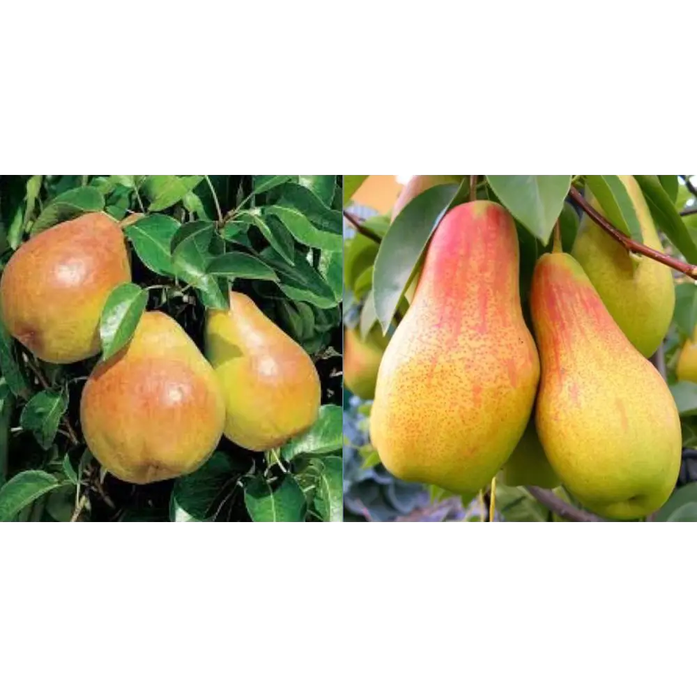 Груша Просто Мария/Лада пакет 89465421 STLM-2063083 PLANTMARKET 