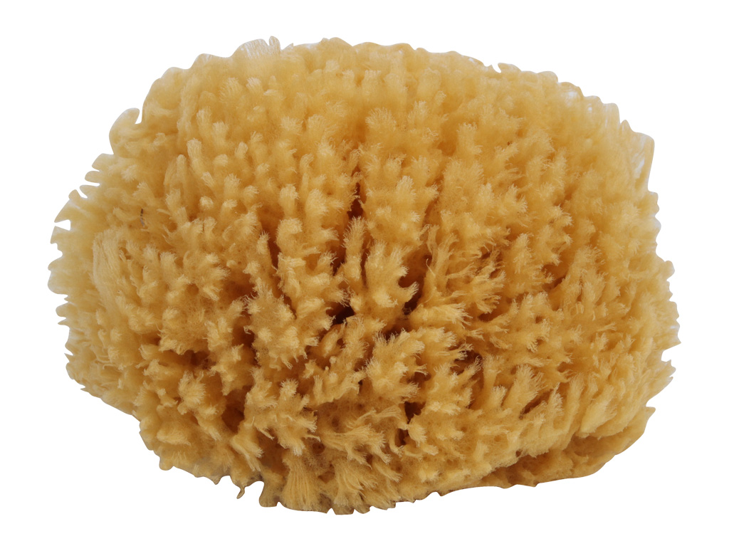 608015 щетка для губки для ванной world Buerstenwelt 