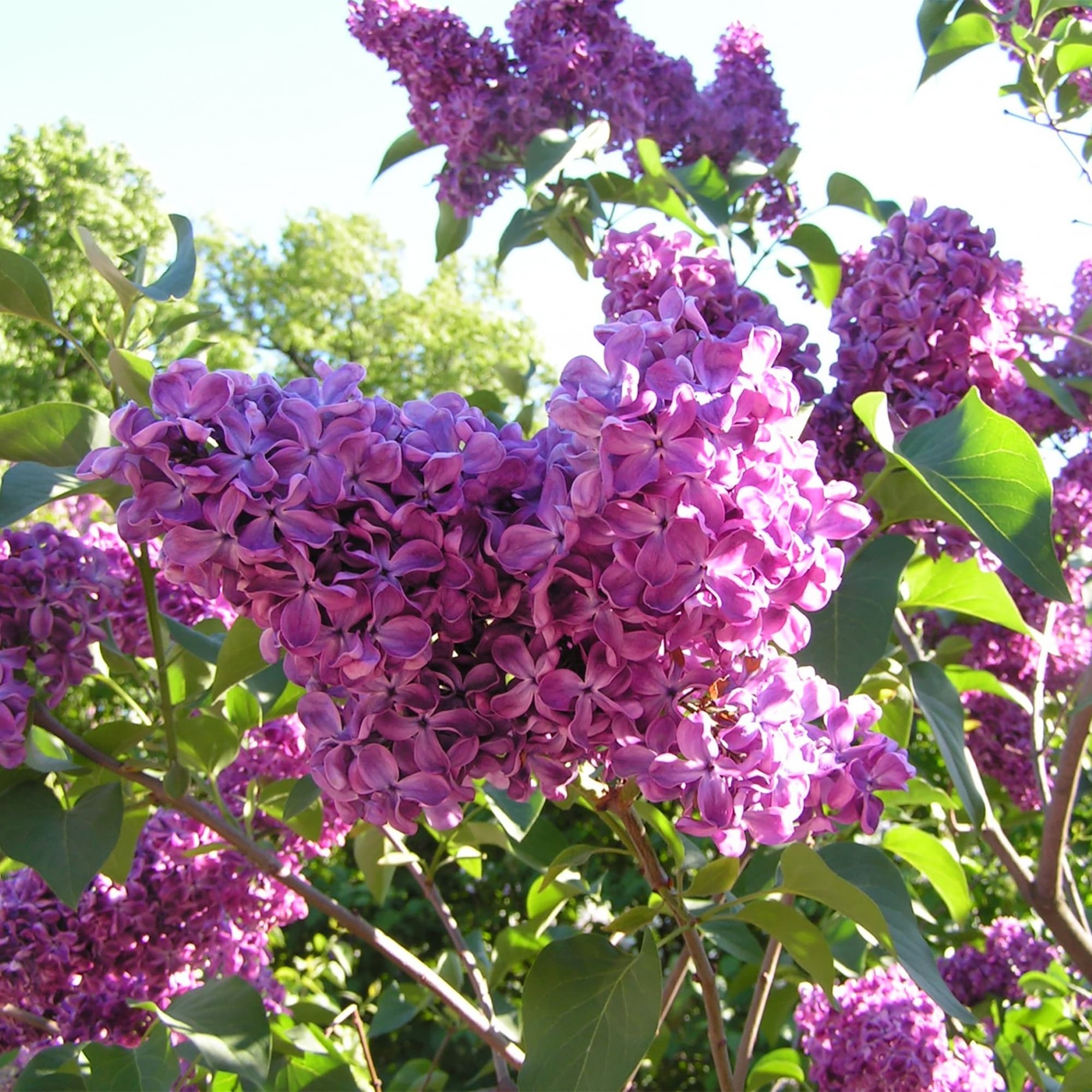 17892332 Сирень гиацинтовая Дак Найт P9 Santreyd 