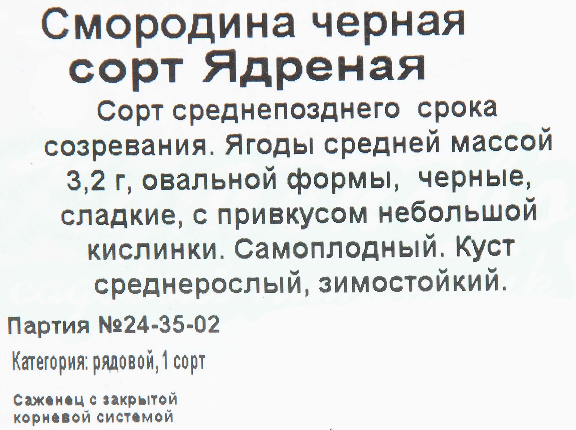 Саженец смородины чёрной Ядреная h40 Santreyd 81954950 STLM-0015237 - Вид №1