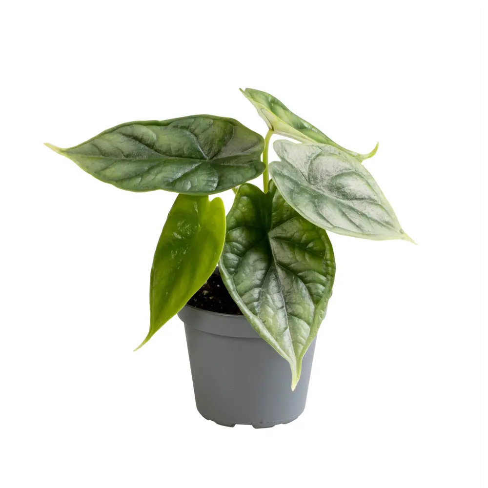 Santreyd Алоказия Драгон Скэйл — тропический акцент интерьера 89374990 STLM-0959352