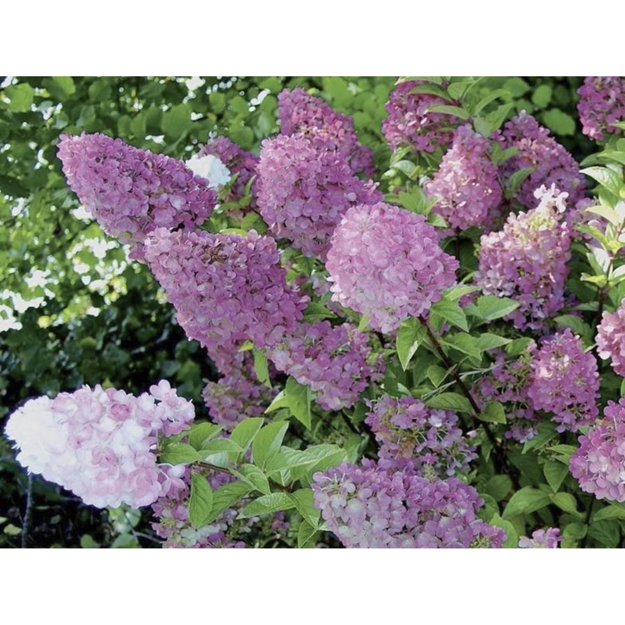 82594838 Гортензия метельчатая «Сандей Фрайз» 15x20 см Santreyd 