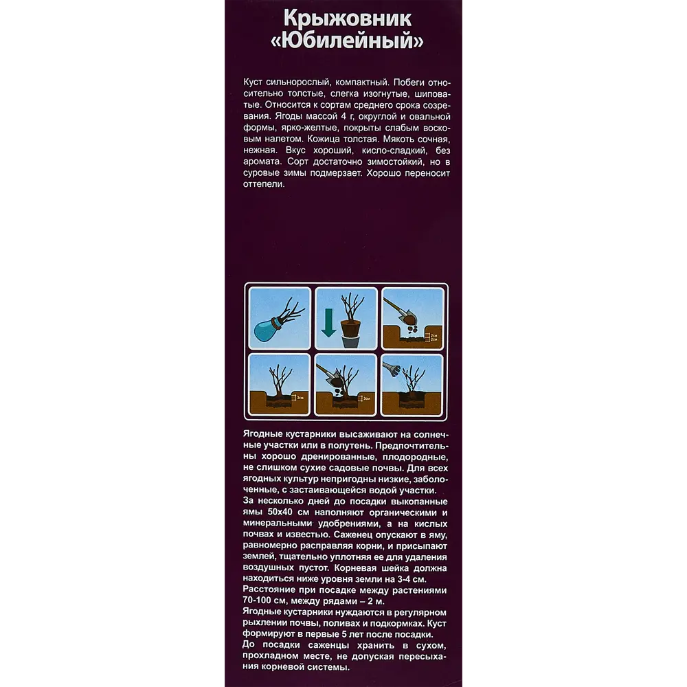 Крыжовник микс туба h36 см 89353016 STLM-2166007 Santreyd  - Вид №2