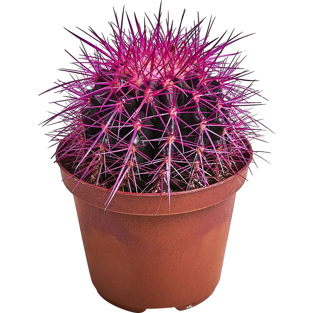 Santreyd Эхинокактус Грузона Радуга - живой суккулент для интерьера 87819695 STLM-1541621 - Вид №2