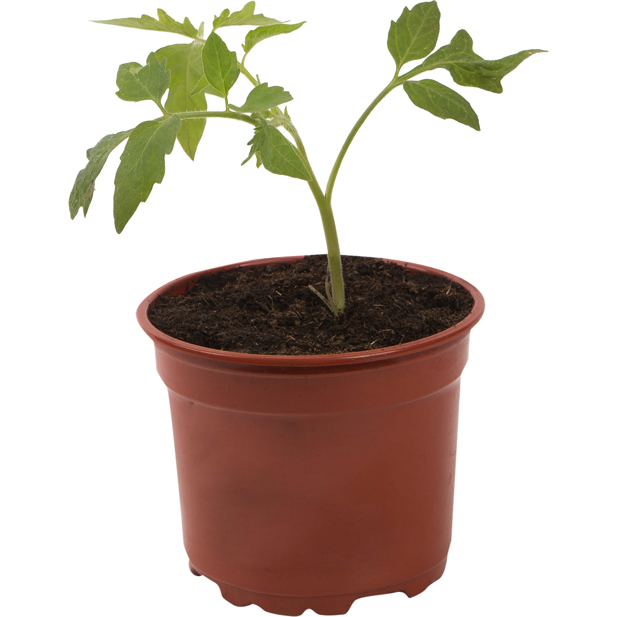 82585491 Томат 12x10 см Santreyd  - Вид №2