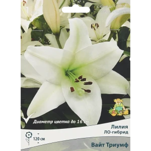 88294778 Лилия ЛО-гибрид Вайт триумф луковица 14/16 STLM-0953088