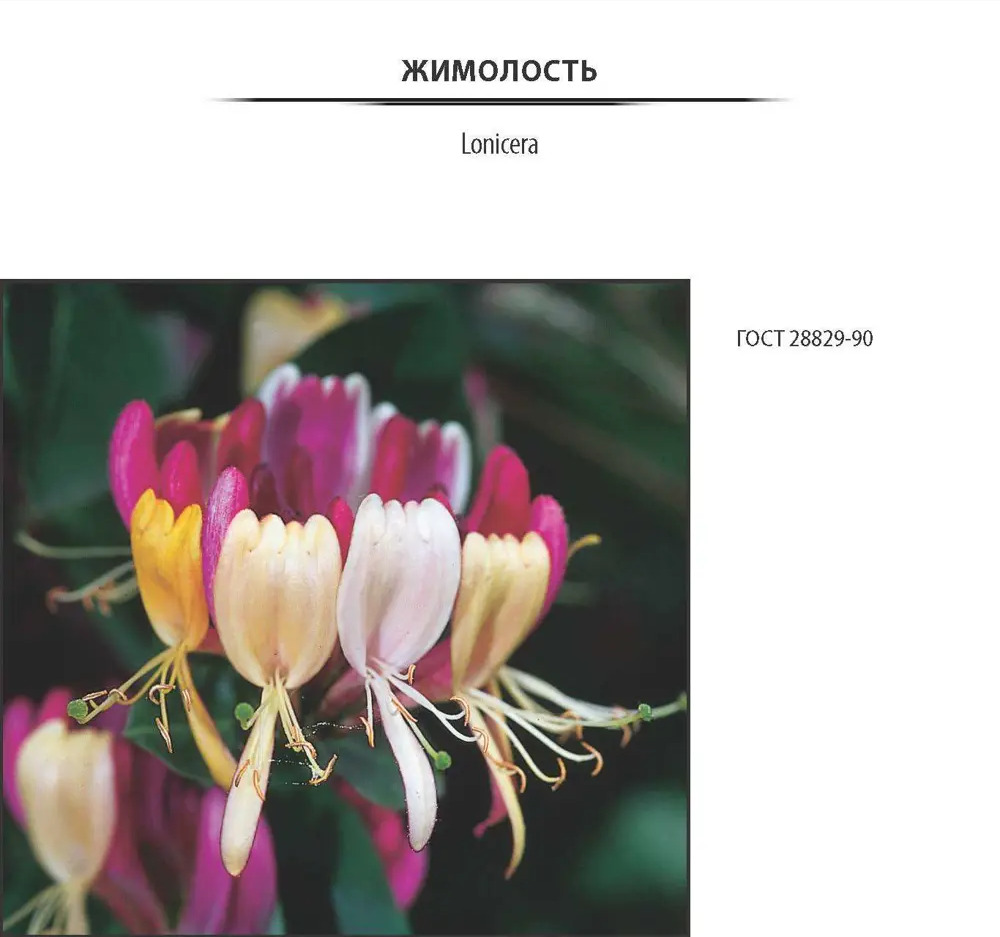 81969636 Жимолость съедобная «Фиалка», контейнер 2-3 л STLM-0959237