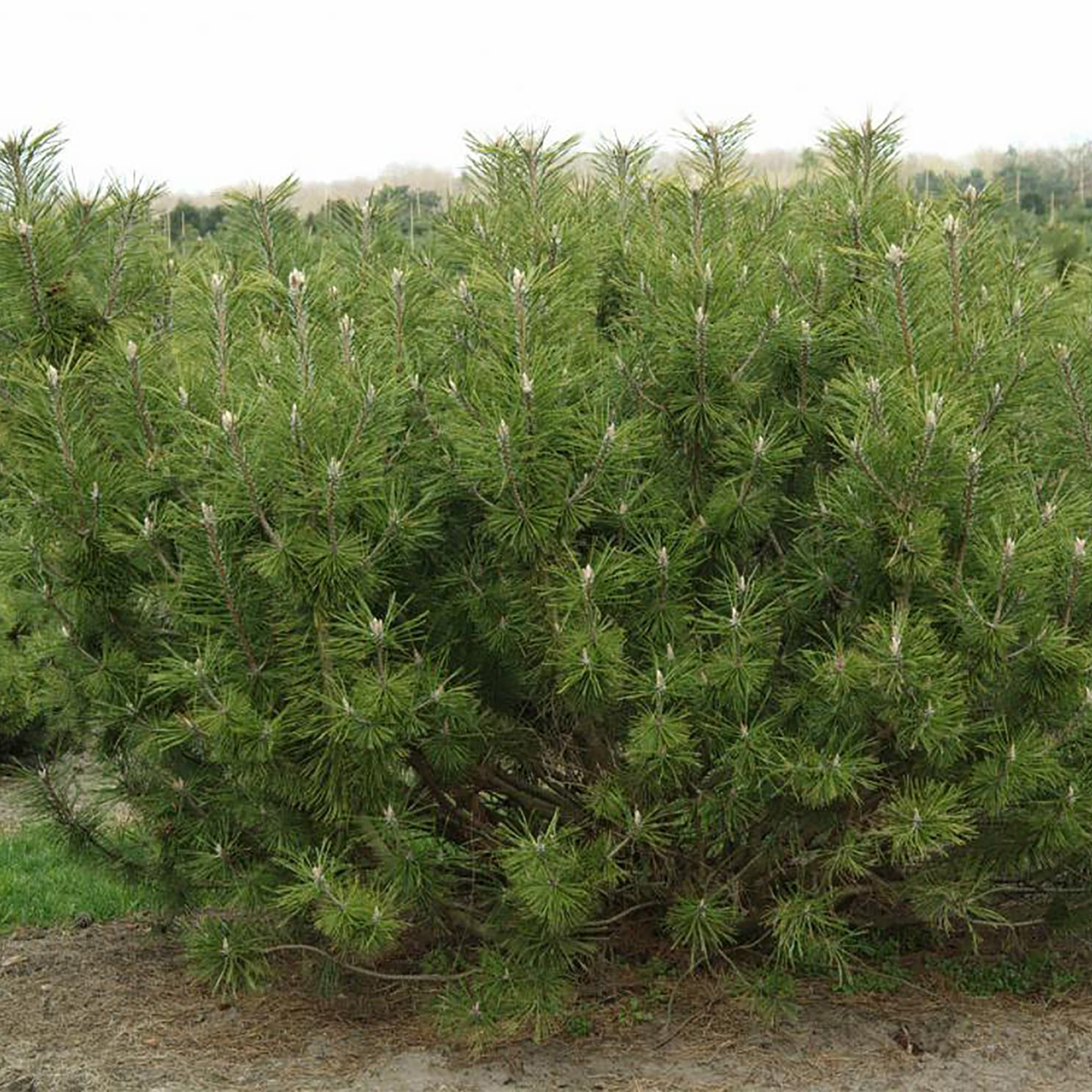 18470246 Сосна горная «Мугус», С2/20-30 см Santreyd 