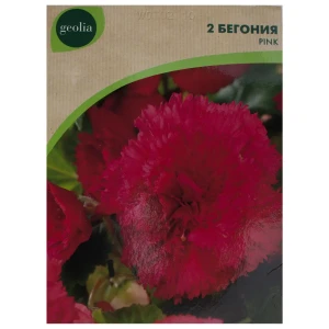 Бегония Geolia «fimbriata Pink», 4х5 см