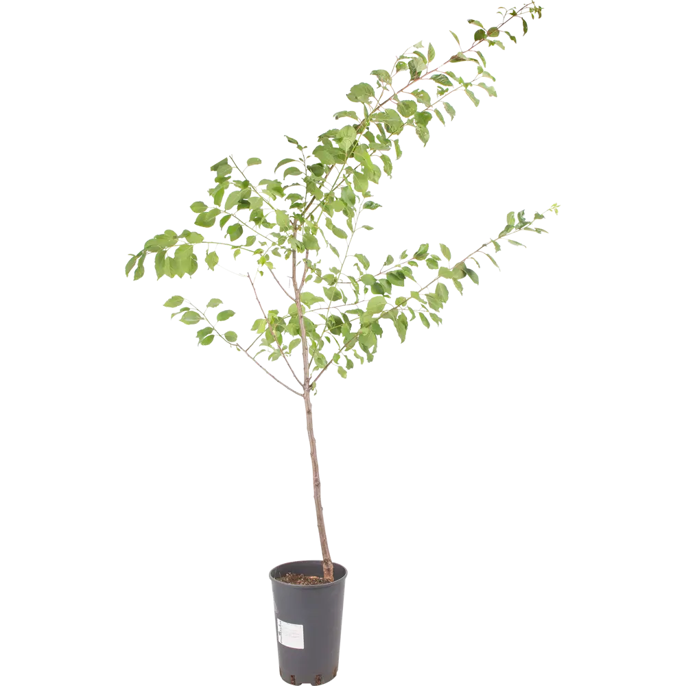 Абрикос «Чёрный принц» 24x70 см PLANTMARKET STLM-2059503