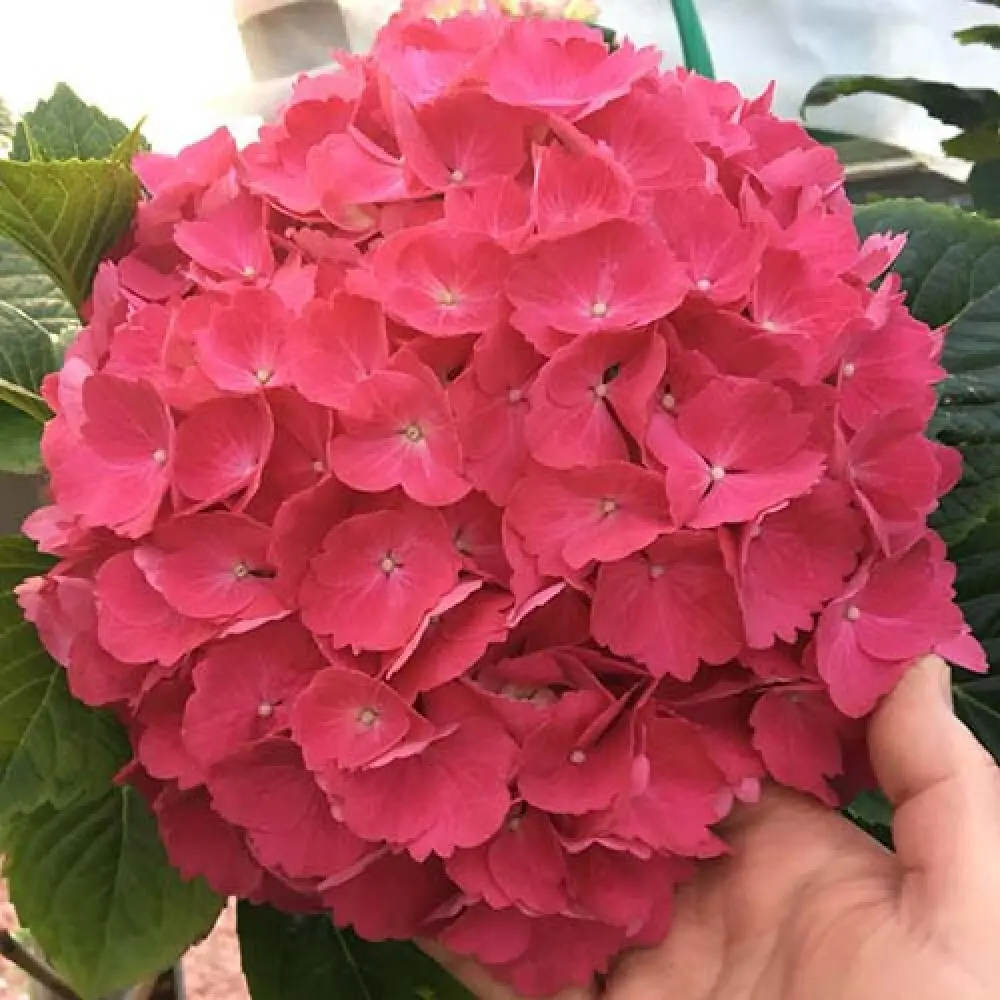 Гортензия крупнолистная Болл красная h15 Santreyd STLM-2126935