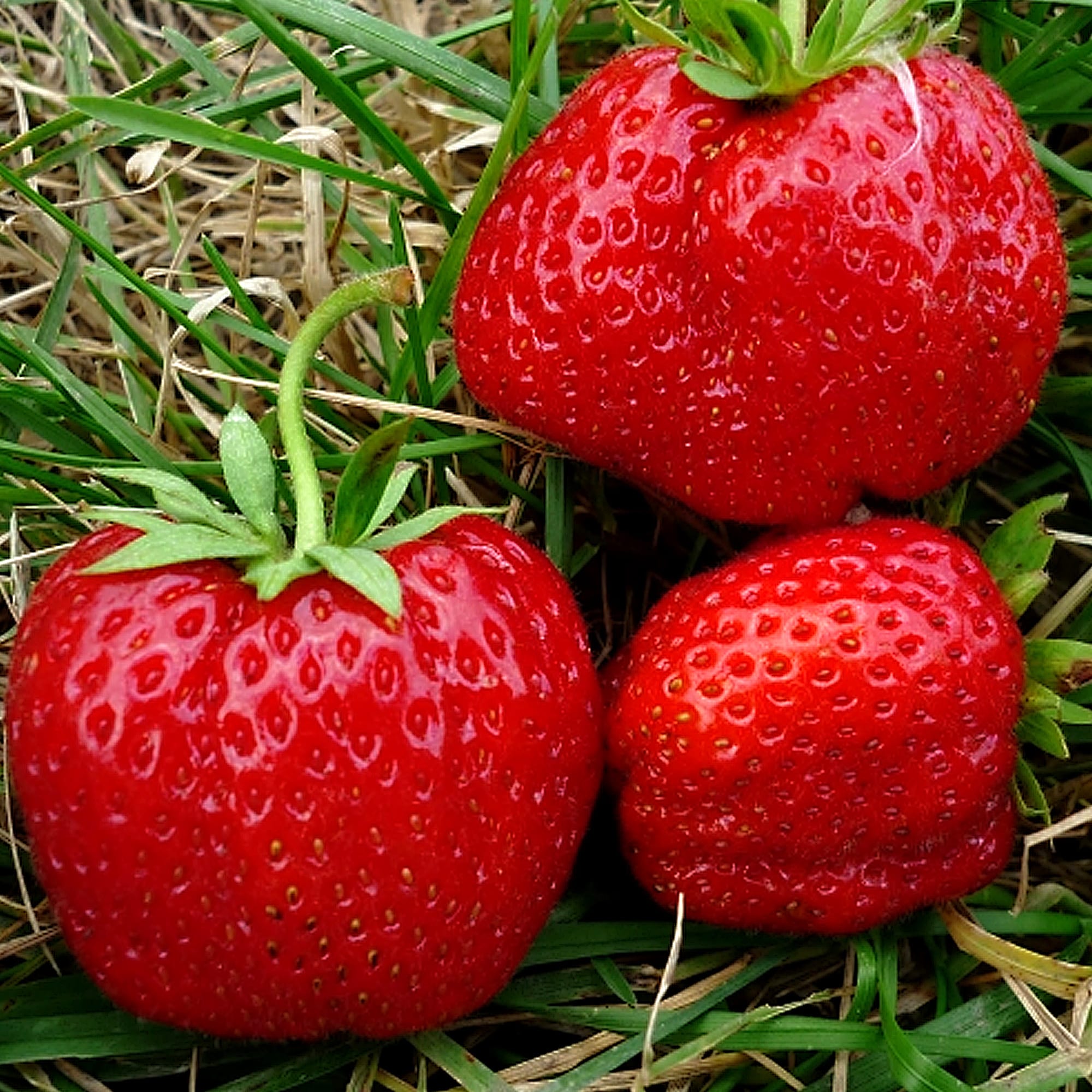 81954884 Земляника садовая «Юния Смайдс» (клубника) Santreyd 