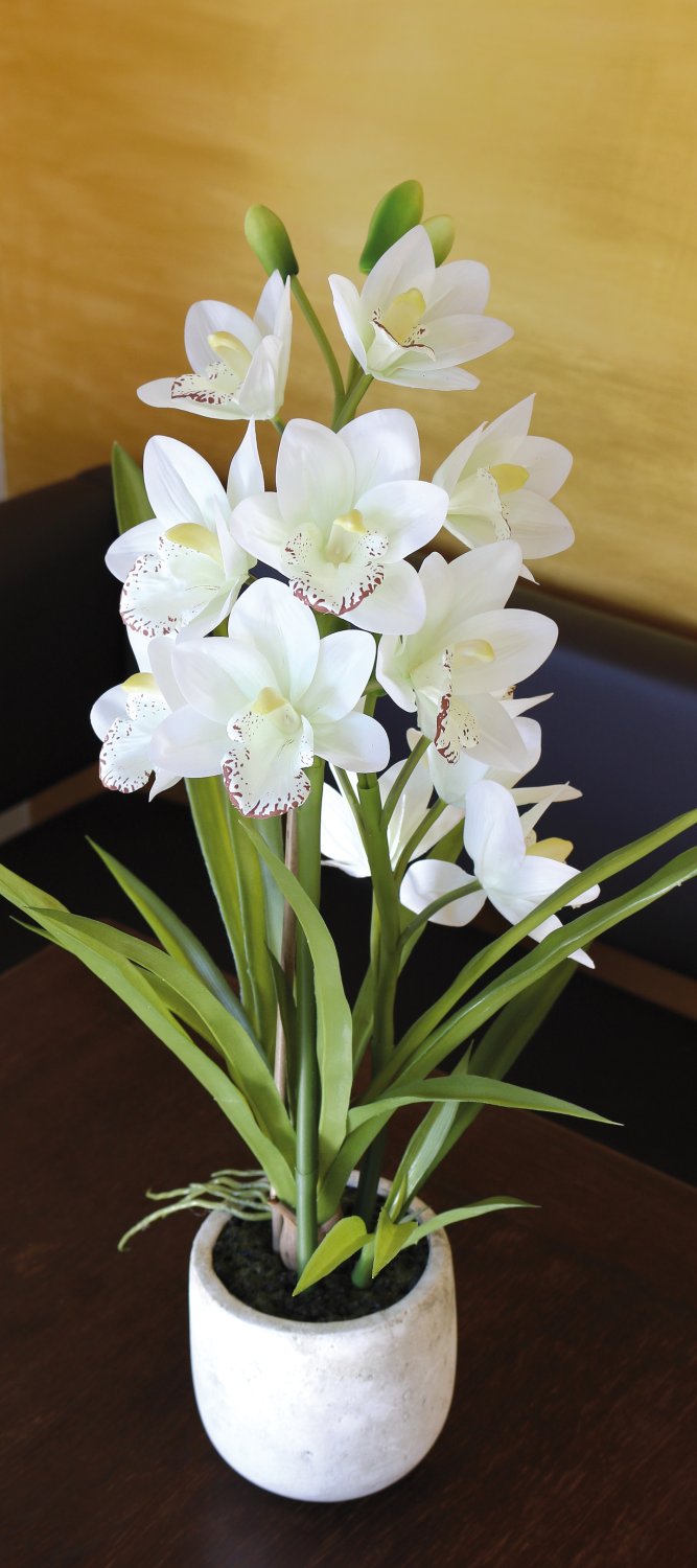 2532 778 a3 Пластиковая орхидея цимбидиум, горшок, 71 см, горшок, real touch soft, бежево-белый H-andreas  - Вид №12