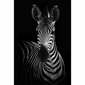 82977341 Картина на стекле «Зебра» 40x60 см