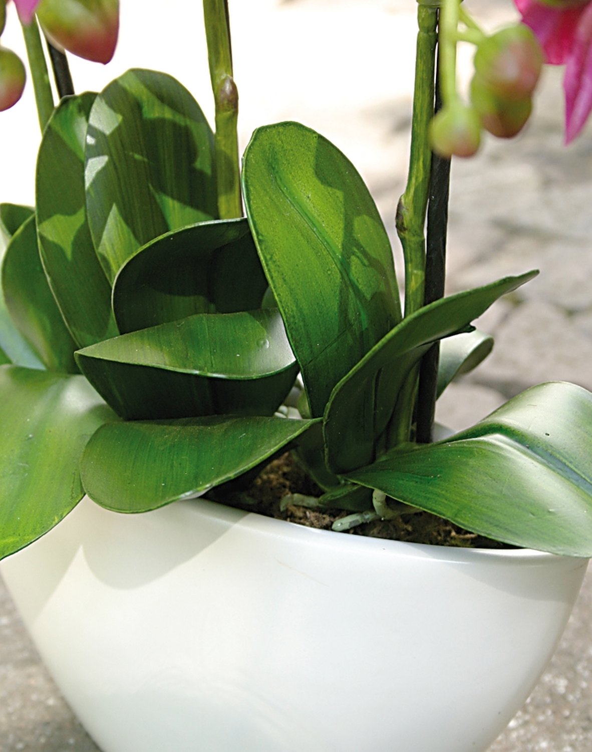 2609 420 a3 Пластиковая орхидея Phalaenopsis, 3-х кратная, в миске, 38 см, real touch, вишня H-andreas 