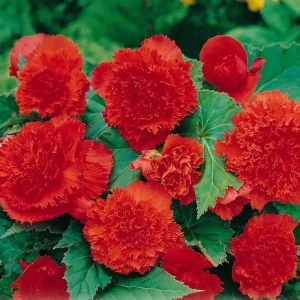 Бегония «fimbriata Salmon», 4х5 см