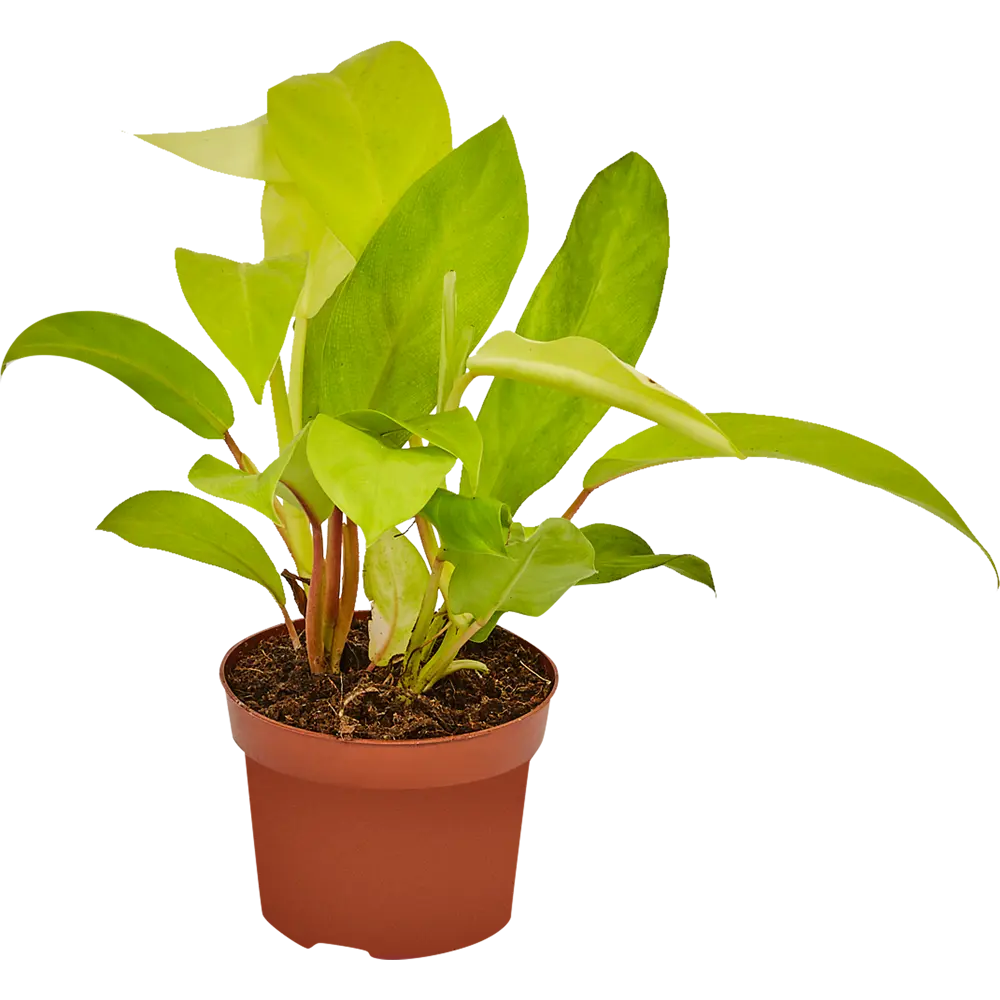 Филодендрон Малай Santreyd — изящное ампельное растение для интерьера 82741704 STLM-0035272