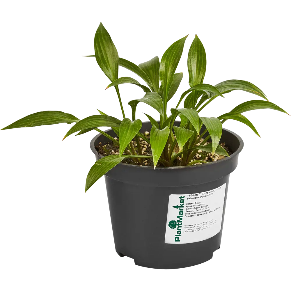 Хоста Зибольда Сноусторм ø15 h40 см 84832090 STLM-2141152 PLANTMARKET 