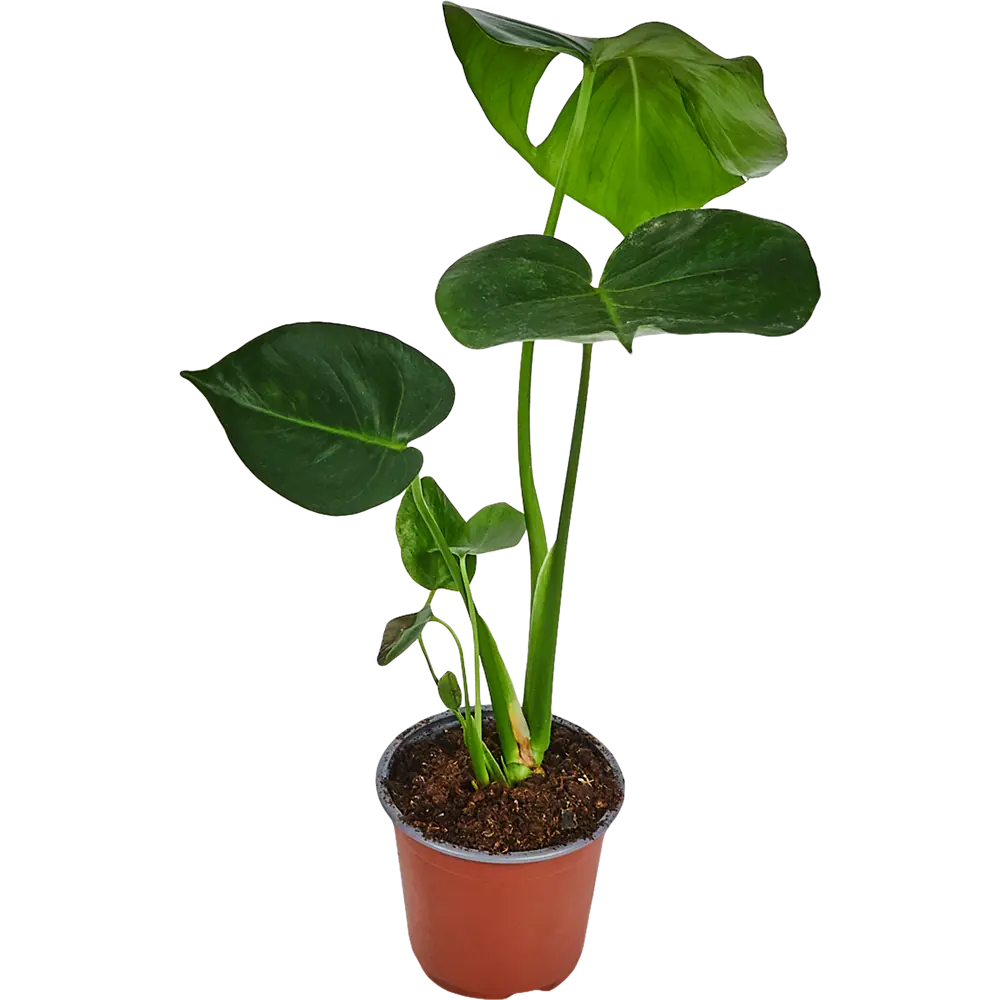 Santreyd Монстера делициоза — тропический акцент для интерьера 82578944 STLM-0030498