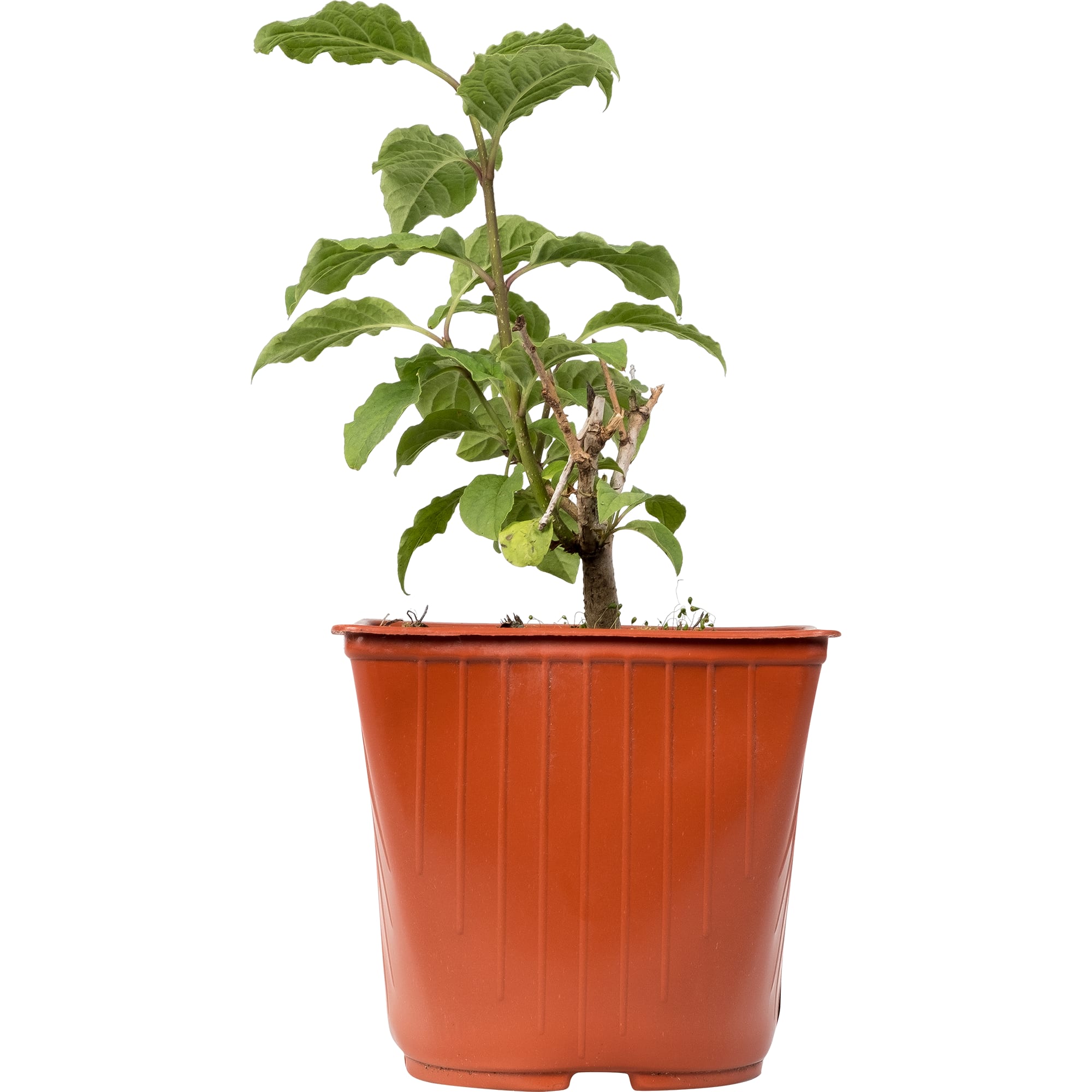 81954833 Сирень С2 «Президент Греви» h30 Santreyd 