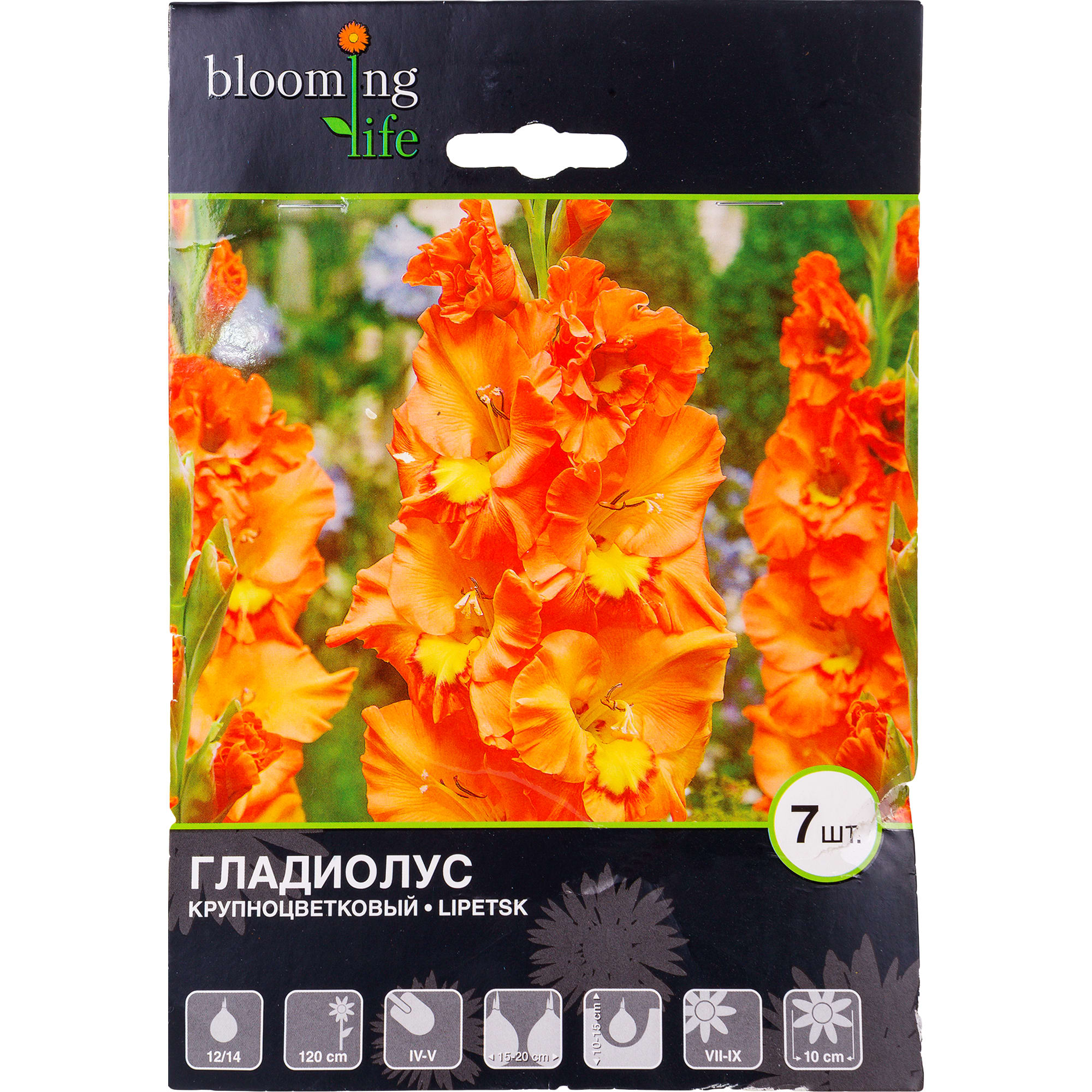 81945919 Гладиолус крупноцветковый «Липецк» Santreyd 