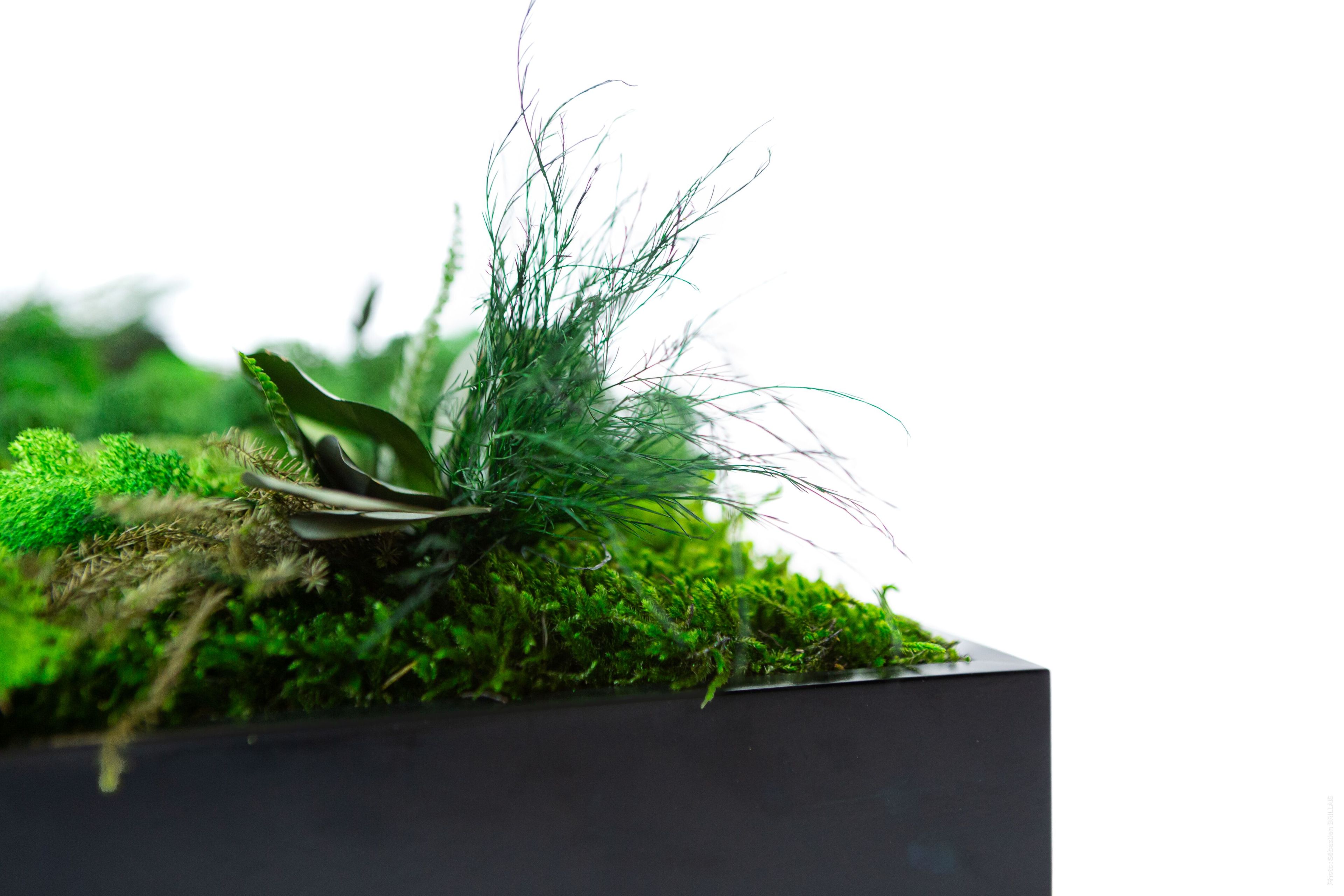 Растительная картина в лишайниках Tecsound PureKustik ARCH-00093539 - Вид №10