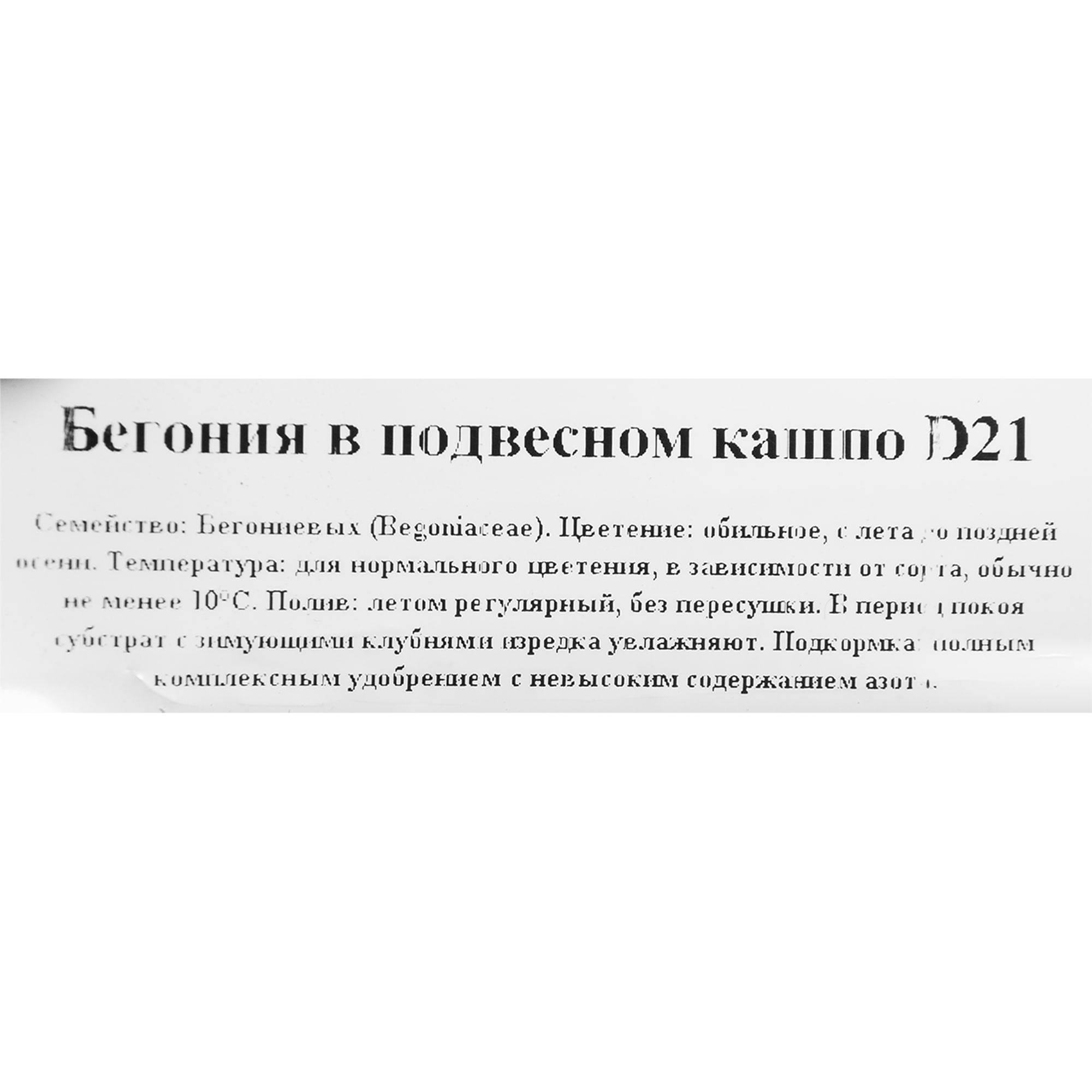 82650002 Бегония клубневая в кашпо 21 см Santreyd  - Вид №1
