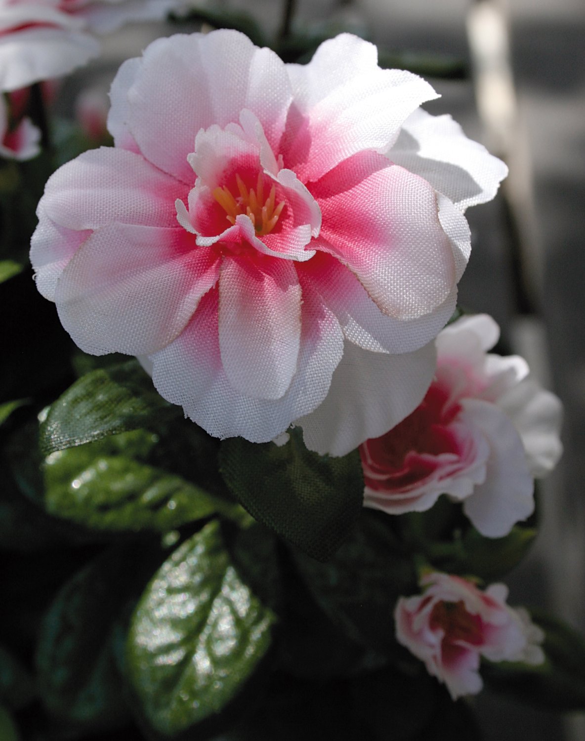 2116 705 a2 Искусственная азалия, горшечная, 26 см, бело-розовая H-andreas  - Вид №1