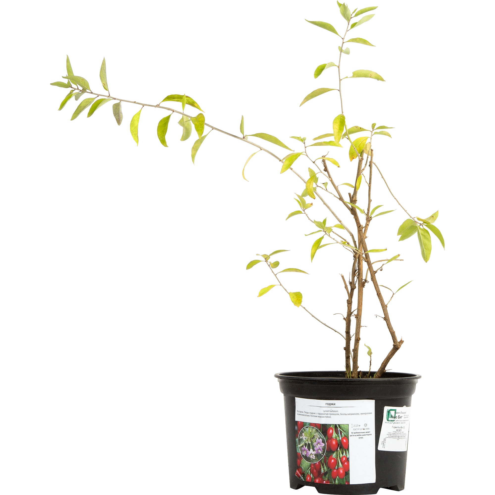 82219573 Годжи «Нью Биг» 2 л Santreyd  - Вид №2