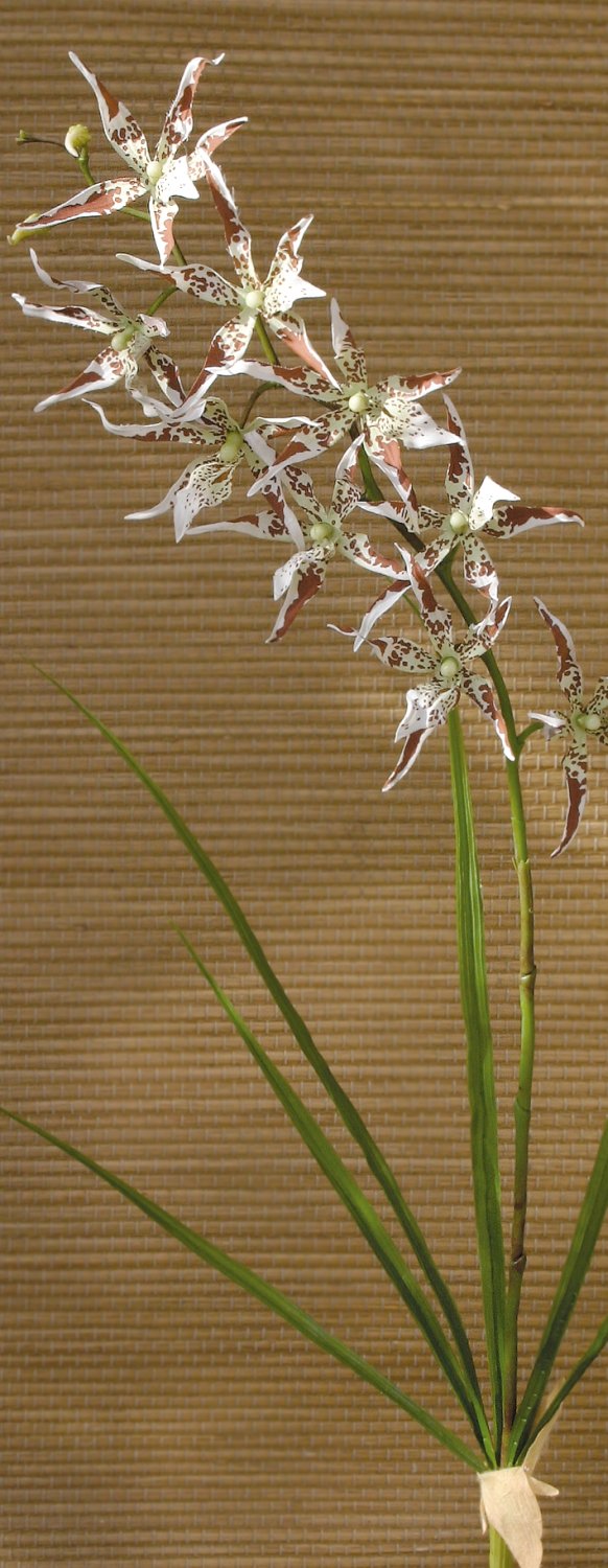 2562 776 a3 Синтетическая орхидея odontoglossum, 103 см, бежево-коричневая H-andreas  - Вид №3