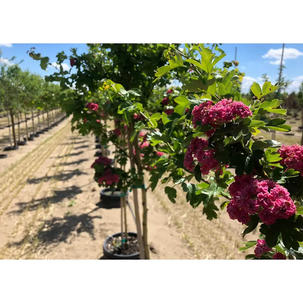 Боярышник Пауль Скарлет h100 - 150 см 87970813 STLM-2169769 Santreyd 