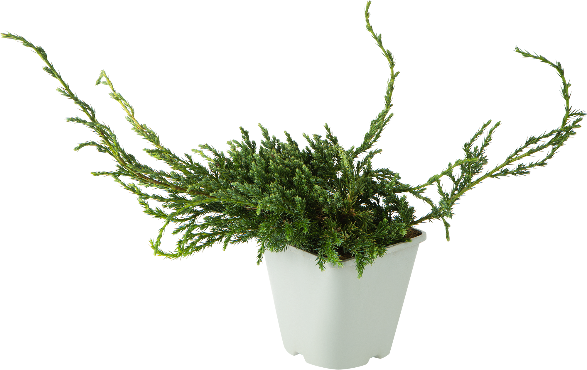 Можжевельник чешуйчатый «Блю Карпет» С2 20-30 см 81969340 PLANTMARKET STLM-0016073