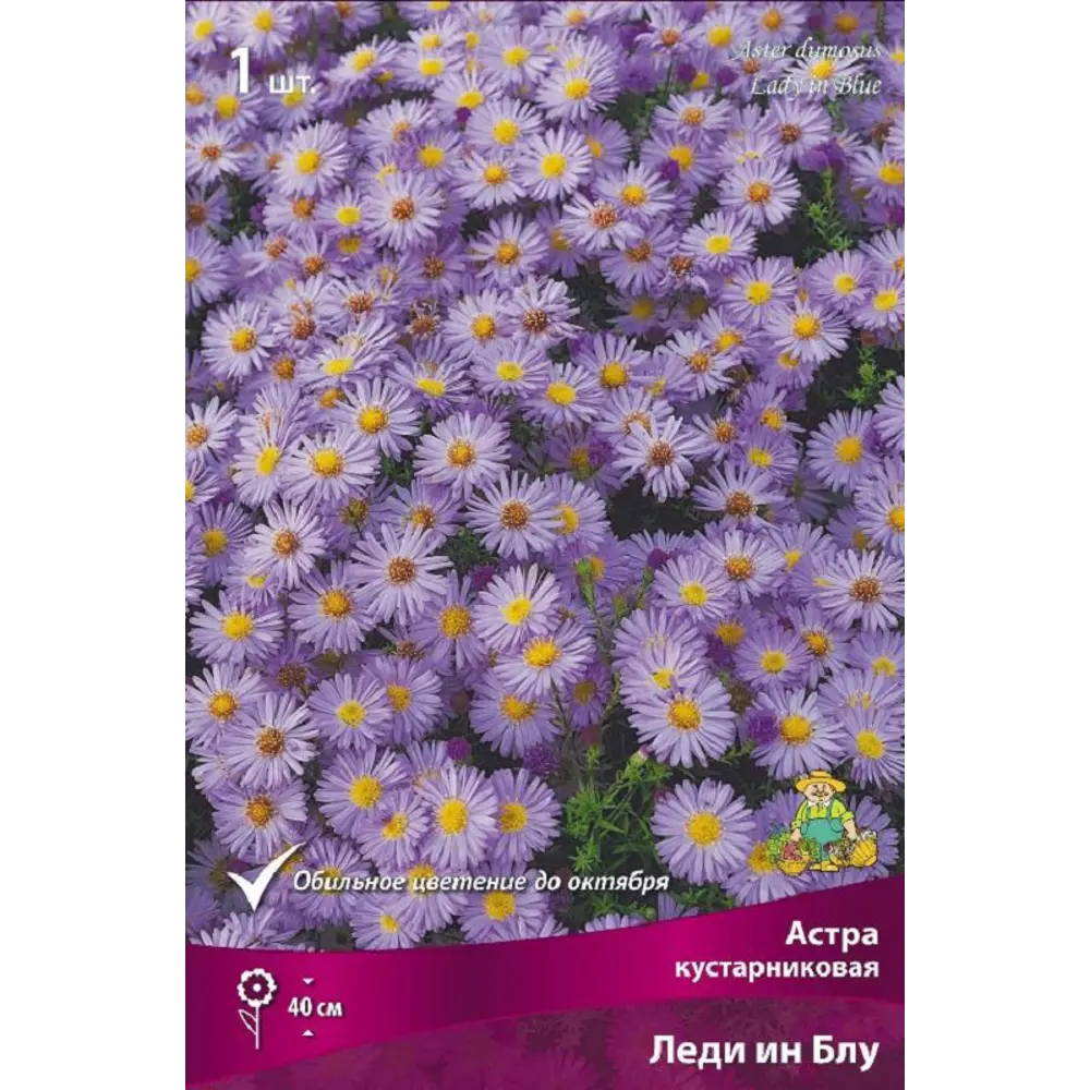 Астра кустарниковая Леди Ин Блу ПОИСК STLM-2156191